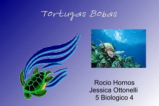 Tortugas Bobas




         Rocio Hornos
        Jessica Ottonelli
          5 Biologico 4
 