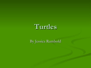 Turtles By Jessica Rumbold 