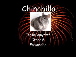 Chinchilla Jessie Amyotte Grade 6 Fessenden 