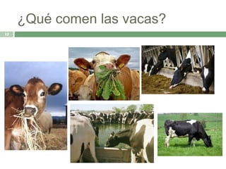 ¿Qué comen las vacas?
12
 