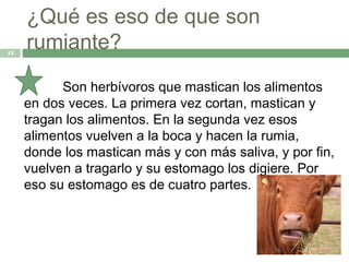 ¿Qué es eso de que son
13
     rumiante?
           Son herbívoros que mastican los alimentos
     en dos veces. La primera vez cortan, mastican y
     tragan los alimentos. En la segunda vez esos
     alimentos vuelven a la boca y hacen la rumia,
     donde los mastican más y con más saliva, y por fin,
     vuelven a tragarlo y su estomago los digiere. Por
     eso su estomago es de cuatro partes.
 