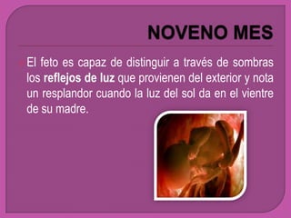  Elfeto es capaz de distinguir a través de sombras
 los reflejos de luz que provienen del exterior y nota
 un resplandor cuando la luz del sol da en el vientre
 de su madre.
 