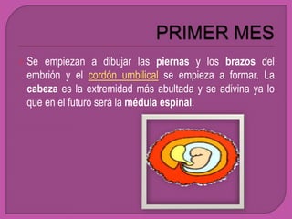  Se empiezan a dibujar las piernas y los brazos del
 embrión y el cordón umbilical se empieza a formar. La
 cabeza es la extremidad más abultada y se adivina ya lo
 que en el futuro será la médula espinal.
 