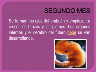 Se  forman los ojos del embrión y empiezan a
 crecer los brazos y las piernas. Los órganos
 internos y el cerebro del futuro bebé se van
 desarrollando.
 