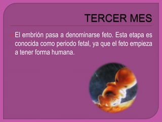  Elembrión pasa a denominarse feto. Esta etapa es
 conocida como periodo fetal, ya que el feto empieza
 a tener forma humana.
 