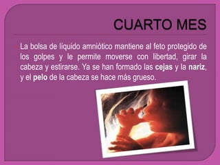  Labolsa de líquido amniótico mantiene al feto protegido de
 los golpes y le permite moverse con libertad, girar la
 cabeza y estirarse. Ya se han formado las cejas y la nariz,
 y el pelo de la cabeza se hace más grueso.
 