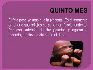  El
   feto pesa ya más que la placenta. Es el momento
 en el que sus reflejos se ponen en funcionamiento.
 Por eso, además de dar patadas y agarrar a
 menudo, empieza a chuparse el dedo.
 