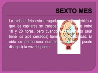  La piel del feto está arrugada y es rojiza debido a
 que los capilares se transparentan. Duerme entre
 18 y 20 horas, pero cuando está despierto (aún
 tiene los ojos cerrados) tiene mucha actividad. El
 oído se perfecciona durante este mes y puede
 distinguir la voz del padre.
 