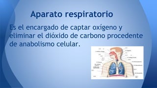 Aparato respiratorio 
Es el encargado de captar oxígeno y 
eliminar el dióxido de carbono procedente 
de anabolismo celula...