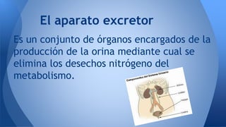 El aparato excretor 
Es un conjunto de órganos encargados de la 
producción de la orina mediante cual se 
elimina los dese...