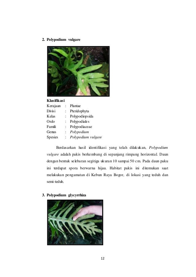 Herbarium Paku Pakuan