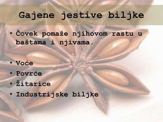 • Čovek pomaže njihovom rastu u
baštama i njivama.
• Voće
• Povrće
• Žitarice
• Industrijske biljke
Gajene jestive biljke
 