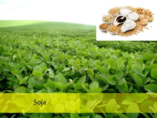 Soja
 