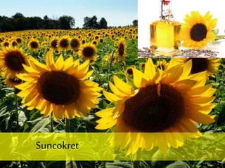 Suncokret
 