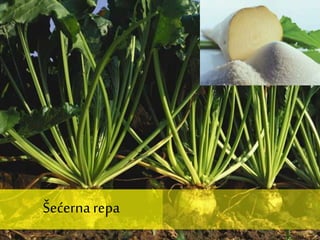 Šećernarepa
 