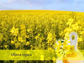 Uljana repica
 