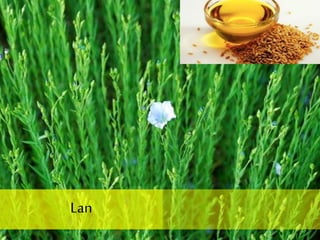 Lan
 