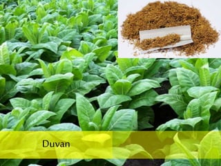 Duvan
 
