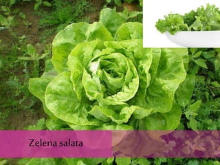 Zelenasalata
 