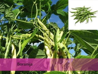 Boranija
 