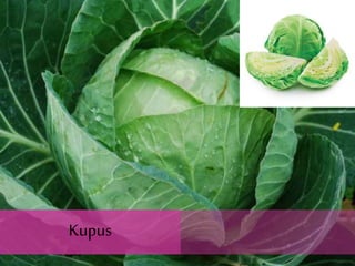 Kupus
 