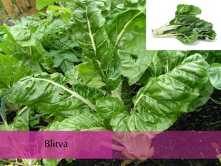 Blitva
 