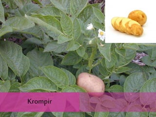Krompir
 