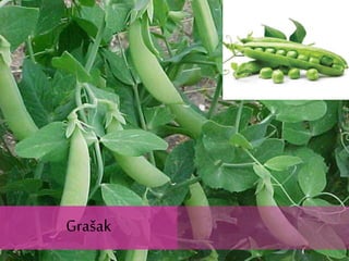 Grašak
Grašak
 