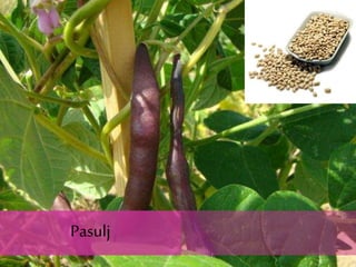 Pasulj
Pasulj
 