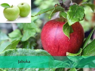 Jabuka
 