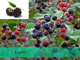 Kupina
 