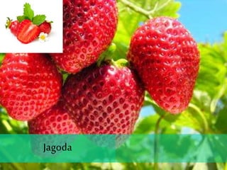 Jagoda
 