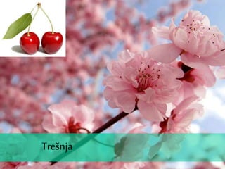 Trešnja
 