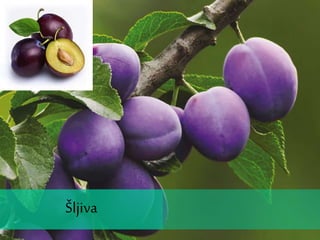 Šljiva
 
