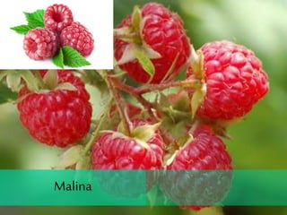 Malina
 