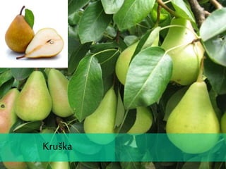 Kruška
Kruška
 