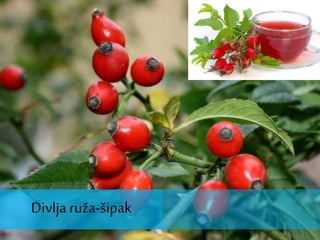 Divljaruža-šipak
 