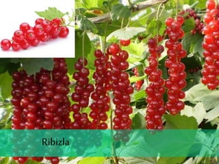 Breskva
Ribizla
 