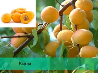 Kajsija
Kajsija
 