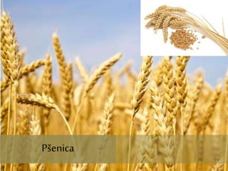 Pšenica
Pšenica
 