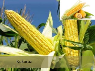 Kukuruz
Kukuruz
 