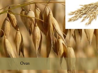 Ovas
Ovas
 