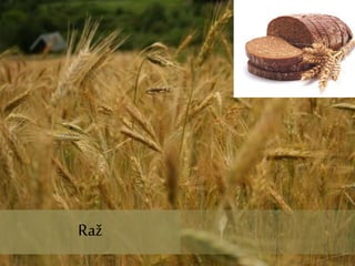 Raž
Raž
 
