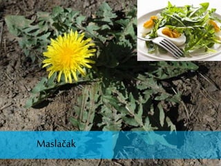 Maslačak
 