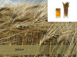 Ječam
Ječam
 