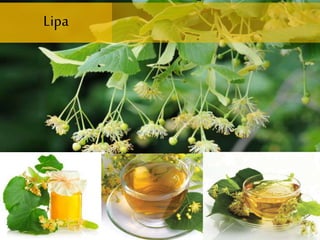Lipa
 