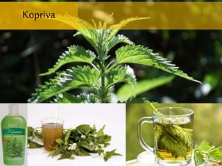 Kopriva
 