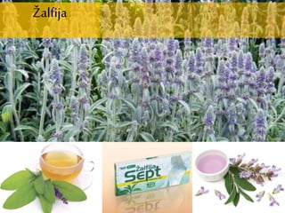 Žalfija
 
