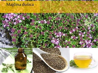 Majčinadušica
 