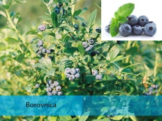 Borovnica
 